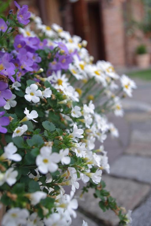 Villa Akacja Łeba Dış mekan fotoğraf